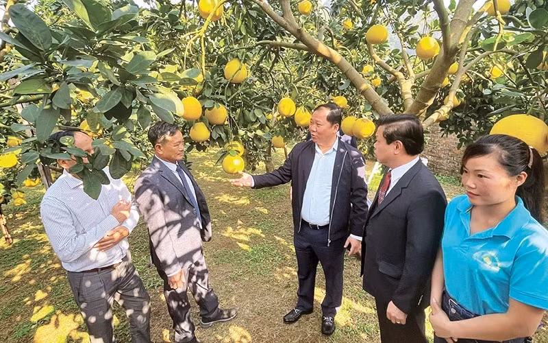 Le secrétaire du Comité provincial du Parti communiste du Vietnam de Hoa Binh, Nguyên Phi Long (3e à droite), visite un jardin de pamplemousses du district de Yên Thuy. Photo : NDEL.