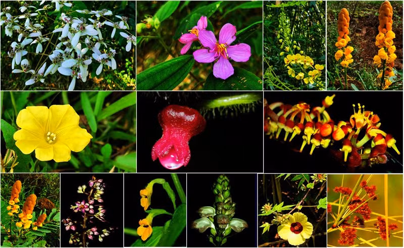 L’observation de la flore figure parmi les expériences les plus exaltantes qui soient offertes dans le parc national de Bù Gia Mâp.