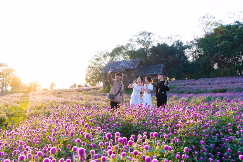 Les jeunes affluent vers ce champ pour contempler des fleurs et prendre des photos.