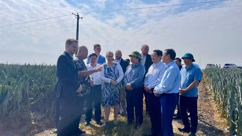 La délégation allemande visite le champ d'ananas de la société d’exportation alimentaire de Dong Giao, dans la ville de Tam Diêp, province de Ninh Binh. Photo : NDEL.