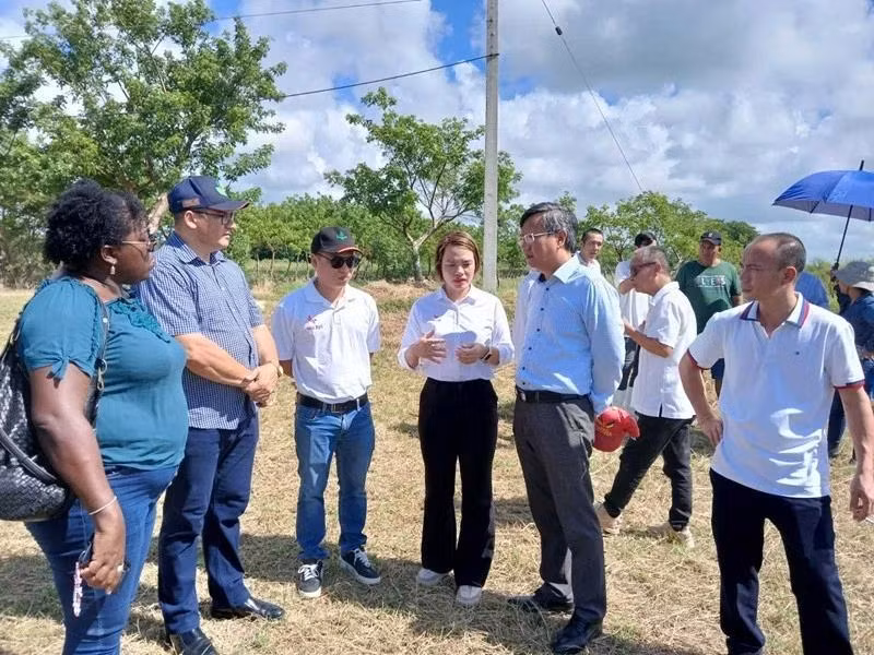 Selon l’ambassadeur vietnamien Le Quang Long, le succès initial du modèle expérimental de la société AgriVMA dans la production du riz dans le district de Güines, province de Mayabeque, ouvrira de belles perspectives pour le développement de la filière du riz de Cuba. Photo: Ambassade du Vietnam à Cuba.