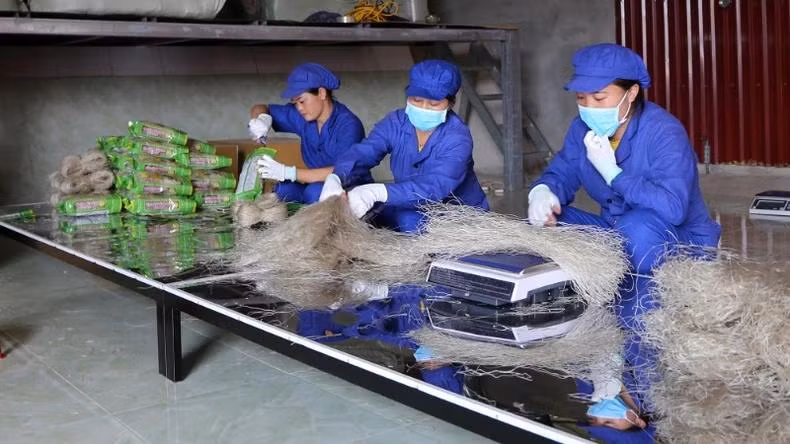 Les vermicelles de Con Minh sont aujourd'hui un produit phare de la province de Bac Kan, qui sont omniprésents tant sur le marché vietnamien que sur les marchés étrangers, dont les pays européens. Photo : NDEL