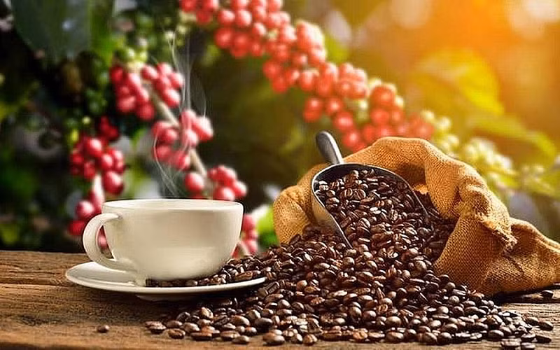 Actuellement, le café vietnamien est présent dans plus de 70 pays et territoires. Photo : congthuong.vn.