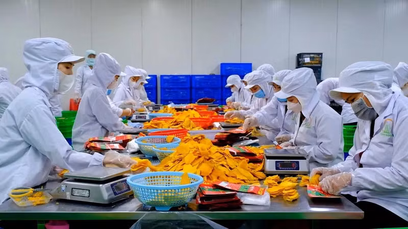 Pour augmenter la valeur ajoutée et améliorer la compétitivité de ses produits agricoles sur les marchés étrangers, le Vietnam doit se concentrer davantage sur l'investissement dans la transformation en profondeur. Photo : VTV