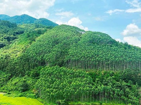 Photo: vneconomy.vn.