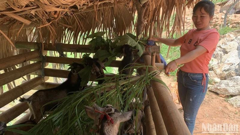 À Hà Giang, le projet AWEEV a contribué à améliorer le niveau de vie des femmes rurales démunies, en particulier des femmes ethniques. Photo: NDEL.