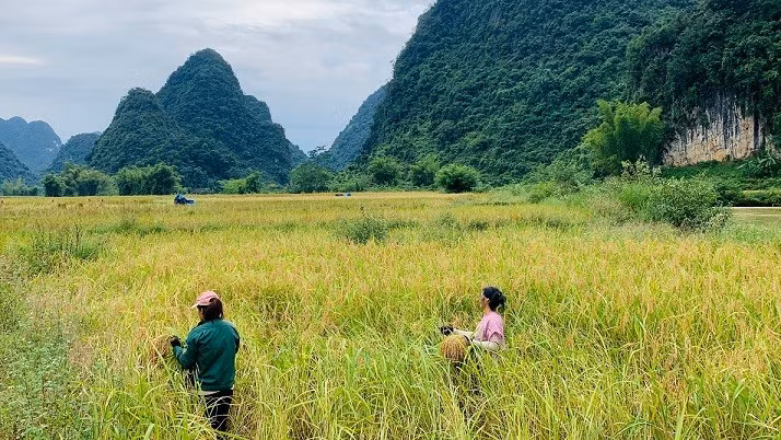 La saison des récoltes à Phong Nâm, un endroit idéal pour prendre de belles photos de paysage.