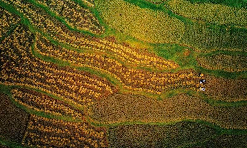 Dans le village de Don, la plupart des rizières sont devenues jaunes et certains champs sont en cours de moisson.