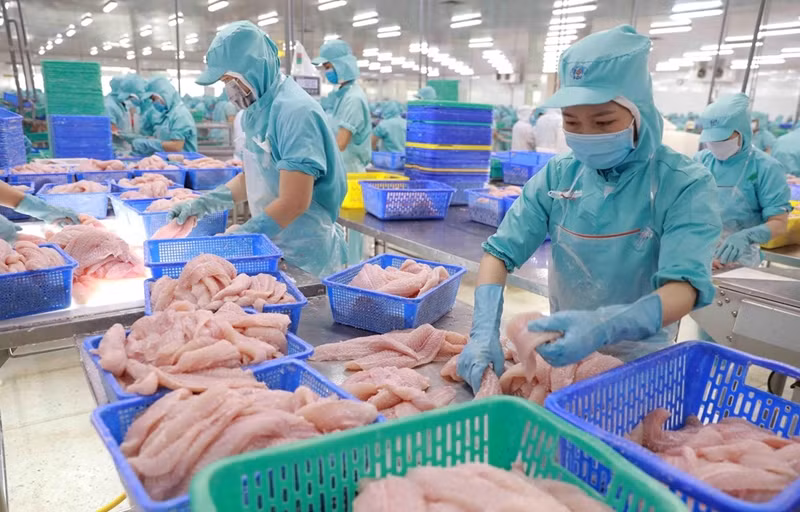 Transformation de pangasius. Photo: tapchicongthuong.