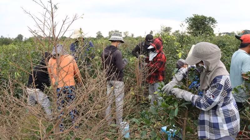 Les ouvriers saisonniers enlèvent les feuilles des abricotiers à Binh Loi. Photo : CVN
