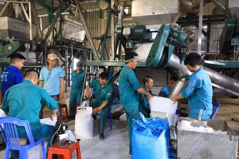 Des ouvriers de la zone de production de sel de Tri Hai emballent le sel pour la vente. Photo : VNA.