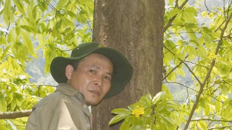 La forêt d'abricotiers compte plus de 300 arbres vieux de plusieurs centaines d'années, dont le plus grand dispose d’un diamètre de tronc d'environ 60 cm. Photo : Comité de gestion des forêts à usage spécial de Quang Tri