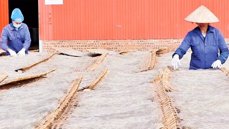 Ces dernières années, les autorités de la province de Bac Kan en général et de la commune de Con Minh en particulier ont accordé de l’importance à la construction de la marque, à l'amélioration de la qualité du produit et à la promotion du commerce afin que les vermicelles de Con Minh s'affirment de plus en plus sur le marché domestique et étranger. Photo : NDEL.