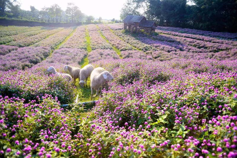 Depuis quelques années, les champs de lotus, de sarrasin, de tournesols ou de marguerites sont une destination incontournable pour les adeptes de la photographie. Le champ d’amarantine globuleuse est un endroit à ne pas manquer pour ceux qui aiment prendre de jolies photos.