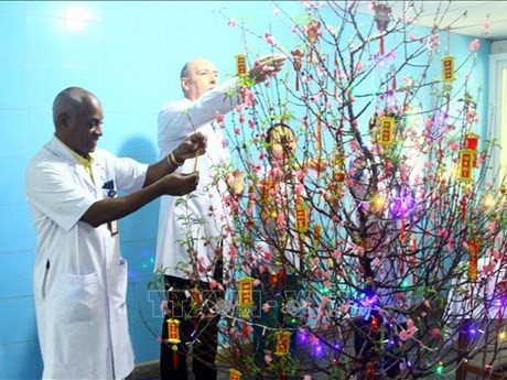 Des médecins à l'Hôpital d'amitié Vietnam - Cuba de Dong Hoi décorent un pêcher à l'occasion du Nouvel An lunaire. Photo : VNA.