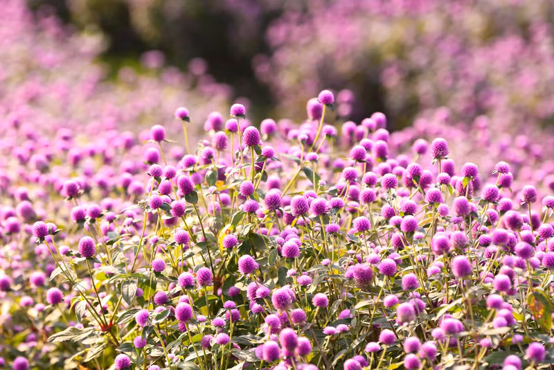 Plus le temps est ensoleillé, plus la couleur violette des fleurs d’amarantine globuleuse devient brillante.