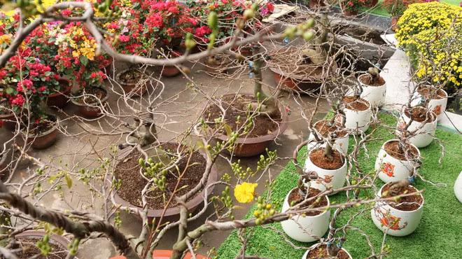 Des abricotiers sont mis en vente à Binh Loi. Photo : CVN. 