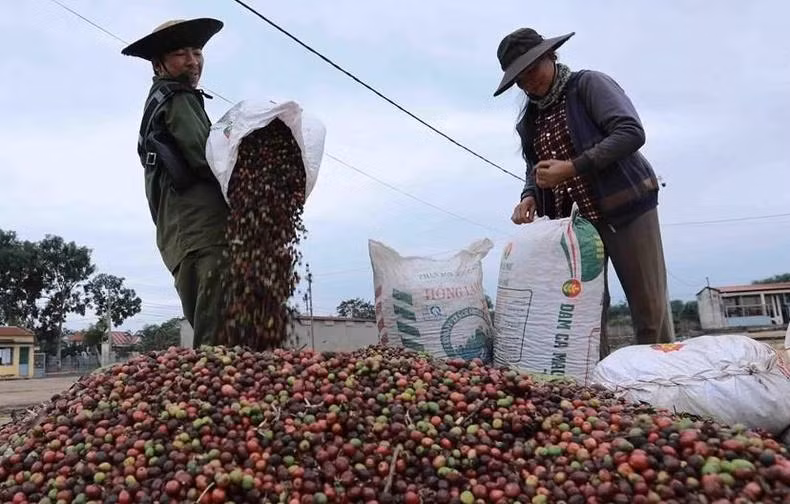 Les produits phares du Vietnam sont également des produits dont le Royaume-Uni a une forte demande d'importation, notamment les produits aquatiques, le bois et les objets en bois, le café, les noix de cajou, les légumes, le poivre et les produits artisanaux en rotin, bambou, carex et tapis, etc. Photo : NDEL