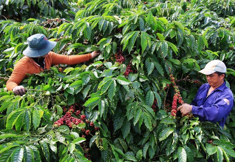 L’augmentation des prix à l’exportation du café est due à l’inquiétude concernant la pénurie d’approvisionnement en café. Photo : NDEL