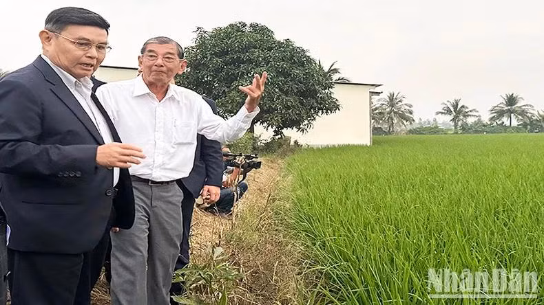 L'ingénieur Hô Quang Cua explique à la délégation laotienne le processus de production du riz ST25. Photo: NDEL. L'ingénieur Hô Quang Cua explique à la délégation laotienne le processus de production du riz ST25. Photo: NDEL.