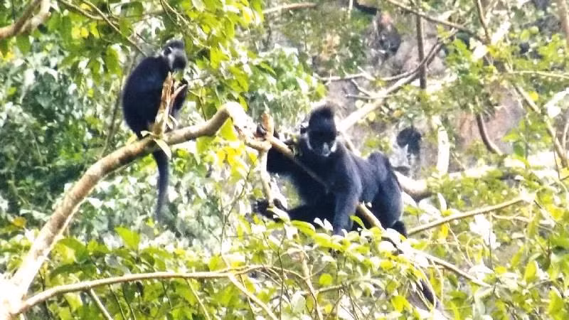 Actuellement, le nombre de gibbons dans la nature diminue considérablement en raison de la chasse et de la perte d'habitat. Photo d'illustration : NDEL.
