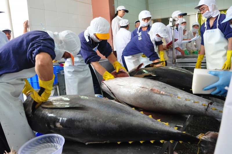 Le thon vietnamien est exporté vers environ 80 marchés à travers le monde. Photo : congthuong.vn.