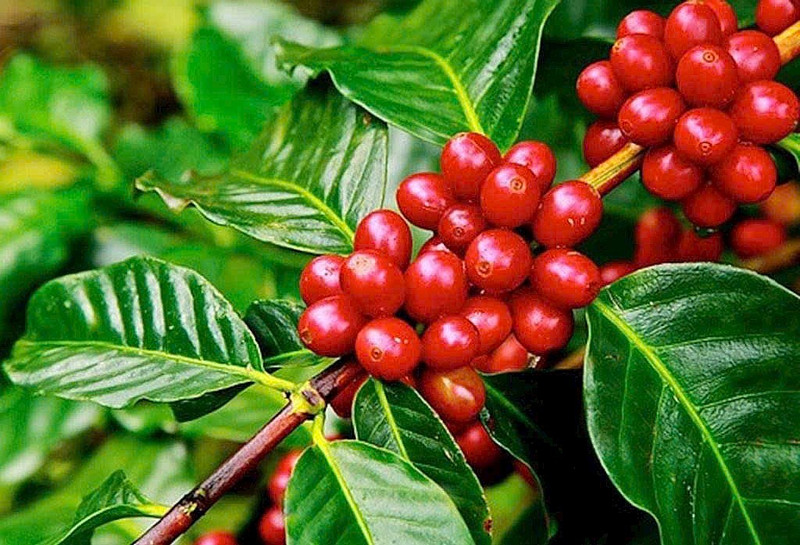 Le Vietnam est l'un des principaux fournisseurs de café pour l’Italie. Photo : congthuong.vn.