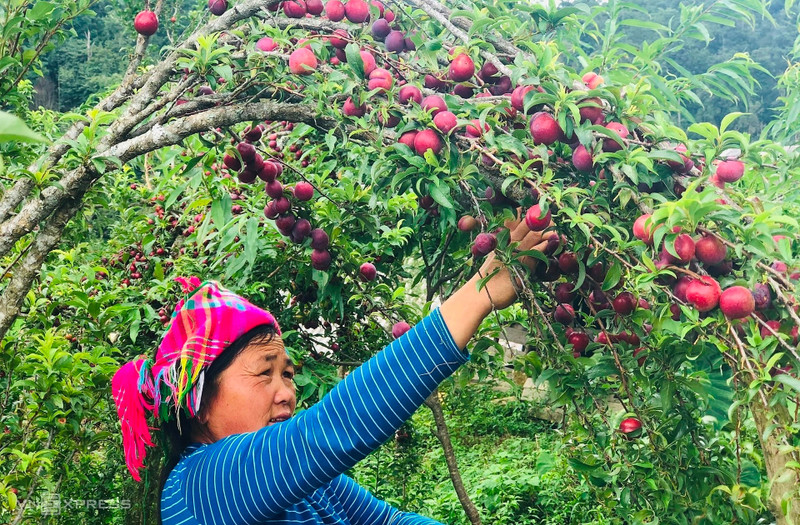 Le haut plateau de Môc Châu, dans la province de Son La (au Nord-Ouest), est considérée comme le « grenier à prunes » du Vietnam. Photo: baotainguyenmoitruong.