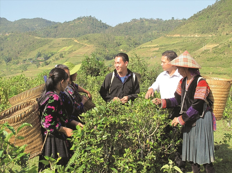 Les minorités ethniques travaillent dans les rizières en terrasses. Photo : Baodantoc.