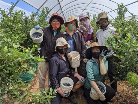 Un groupe de travailleurs vietnamiens récoltent des myrtilles en Australie. Photo : nld.com.vn