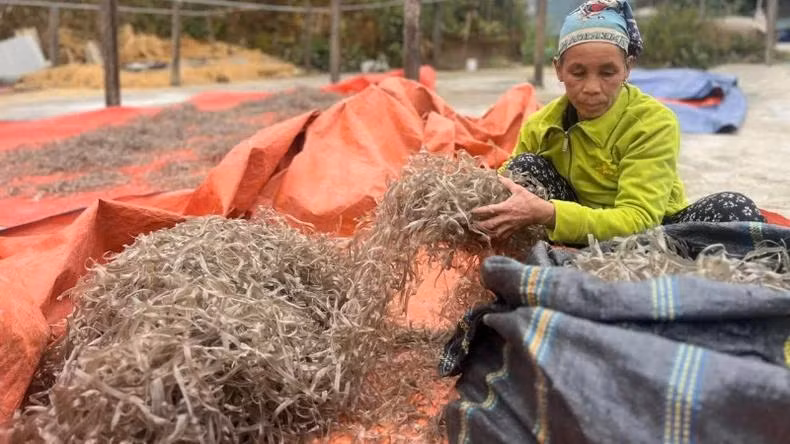 Les vermicelles de Con Minh sont fabriqués de manière artisanale et sans conservateur. Ils se différencient par leur souplesse et leur saveur unique. Photo : Ngoc Tu/NDEL.