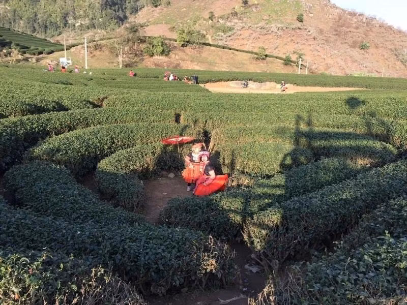Les collines de thé à Moc Chau, dans la province de Son La, attirent de nombreux touristes. Photo: NDEL.