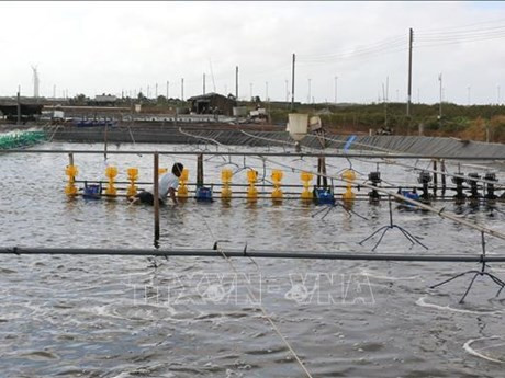 Modèle d'élevage industriel de crevettes. Photo : VNA.