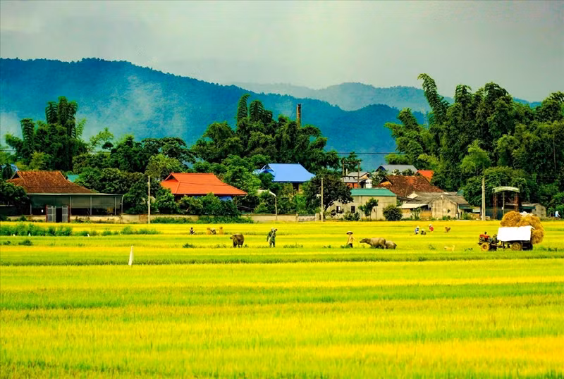 Le champ de Muong Thanh (Dien Bien) est le plus grand de la région du Nord-Ouest avec une superficie de plus de 140 km², s'étendant sur 20 km à travers de nombreuses communes et quartiers du district de Dien Bien et de la ville de Dien Bien Phu. Photo : Xuan Tu/VNA. 