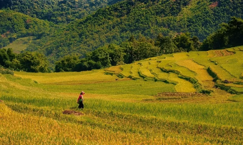 Les champs en terrasses de Pu Luong sont des champs bas et doux, entourés de basses montagnes. Tôt le matin, il y a souvent de la brume, créant une charmante scène de montagne, «comme un pays des fées».