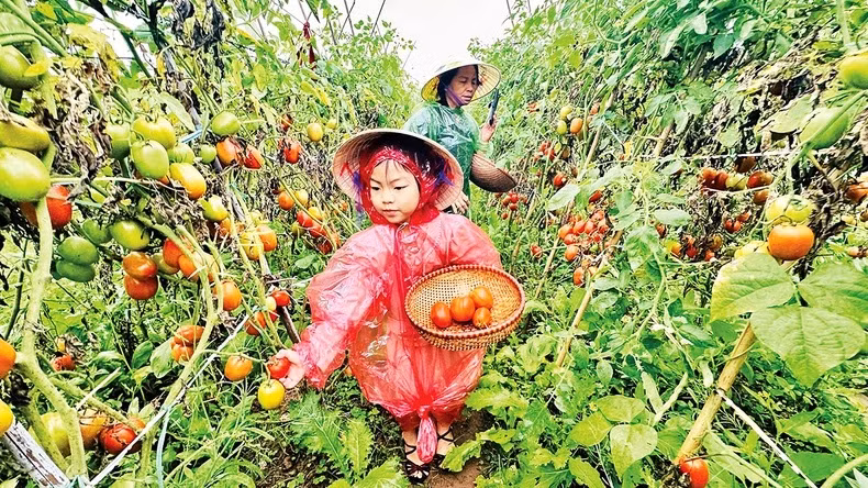 Des touristes découvrent la cueillette des tomates à la ferme de Giang Biên, dans l'arrondissement de Long Biên, capitale Hanoi. Photo : Linh Tam.