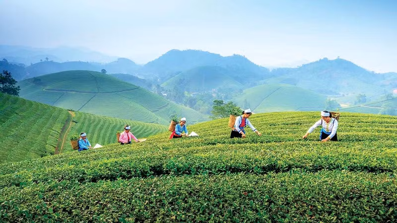 Lors de leurs visites dans les collines de thé, les touristes ont l’occasion de se renseigner sur la culture du thé, de découvrir les étapes de production du thé (la cueillette, le roulage, l’oxydation, la dessiccation, le tri et l’emballage) ou l’art de la préparation et de la dégustation du thé, mais aussi d’acheter des spécialités locales ou des produits à base de thé. Lors de leurs visites dans les collines de thé, les touristes ont l’occasion de se renseigner sur la culture du thé, de découvrir les étapes de production du thé (la cueillette, le roulage, l’oxydation, la dessiccation, le tri et l’emballage) ou l’art de la préparation et de la dégustation du thé, mais aussi d’acheter des spécialités locales ou des produits à base de thé.