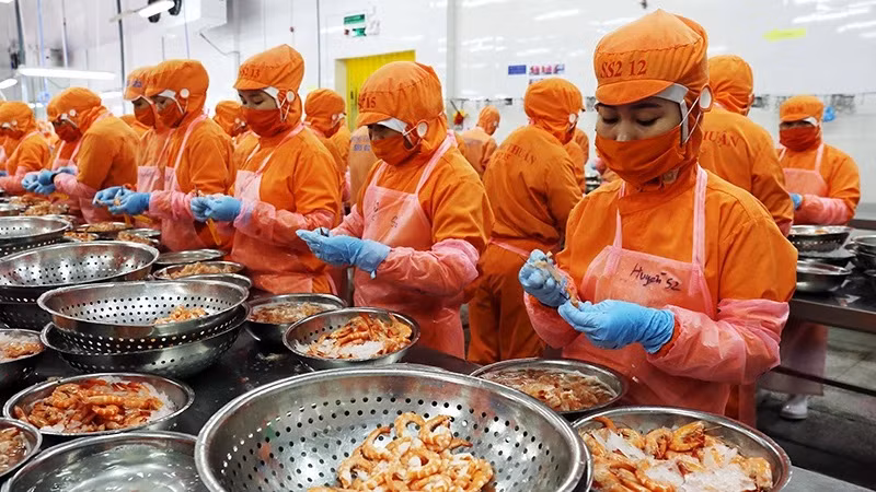 Transformation de crevettes pour l'exportation. Photo: NDEL.