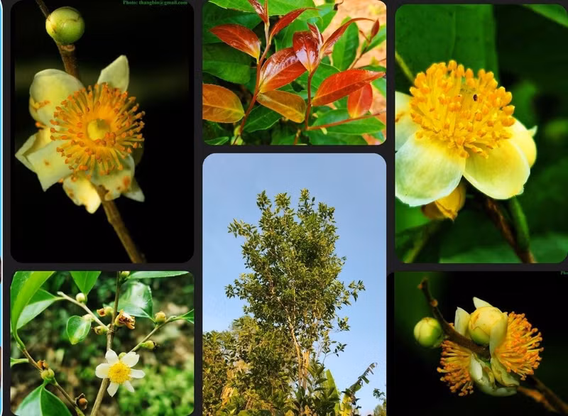 Camellia japonica, communément appelé Camélia du Japon ou plus simplement camélia, est une espèce de plantes à fleurs de la famille des Theaceae. C'est un arbuste originaire d'Asie.