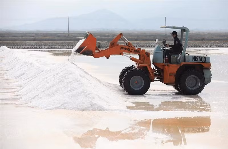 Le sel est ensuite empilé et chargé sur des camions pour la distribution. Photo : VNA.