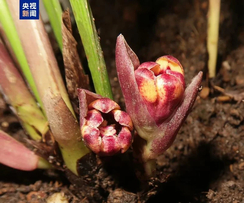 L'une des six espèces végétales nouvellement découvertes. Photo : CCTV. 