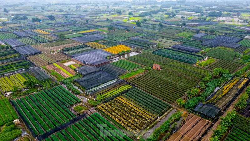 À environ deux mois du Nouvel An lunaire, les agriculteurs du village de Tay Tuu, la plus grande zone de culture de fleurs de Hanoï, s'occupent en toute hâte des plantes afin de répondre à la demande des clients de la capitale et des régions voisines. 