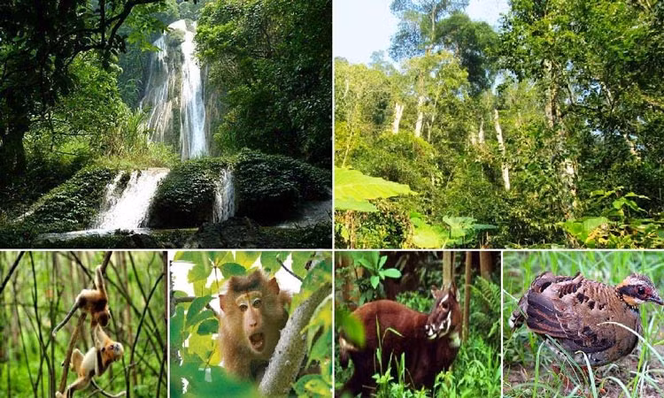 D’une superficie totale d'environ 26 000 hectares, le parc national de Bù Gia Mâp compte une biodiversité riche tant en faune qu’en flore.