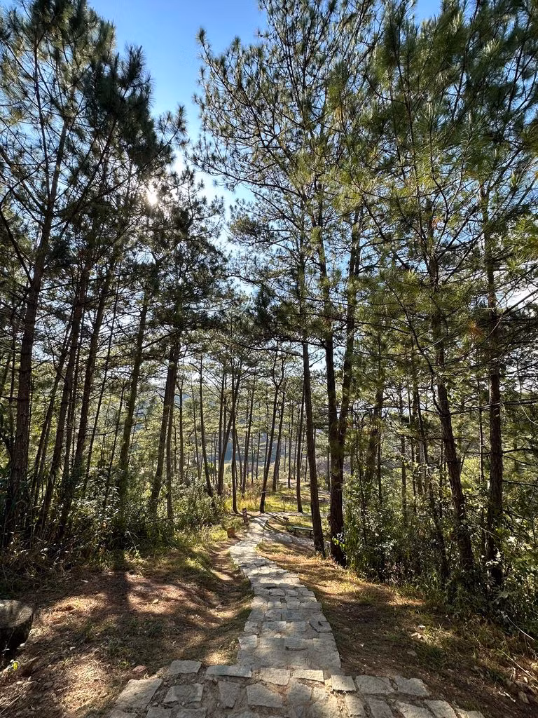 La piste menant au village de Cù Lân, ombragée par les rangées de pins.