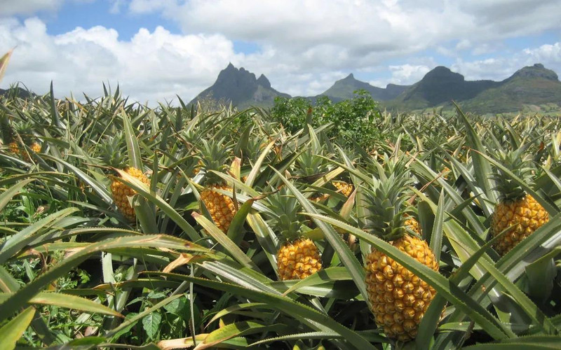 Les produits agricoles vietnamiens doivent répondre aux exigences de plus en plus strictes des marchés étrangers, dont celles liées à la qualité des produits, à la sécurité alimentaire et à l’environnement de production. Photo : VTV