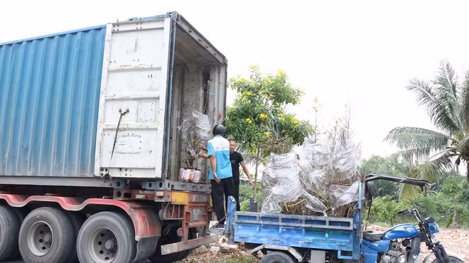 Des abricotiers de Bình Loi sont transportés vers le Nord. Photo : CVN.