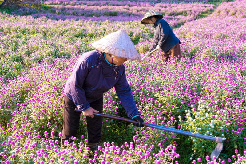 Faisant partie de la famille des Amaranthacées, l’amarantine globuleuse est originaire d’Amérique centrale, mais elle est aujourd’hui cultivée dans toutes les régions du monde. Il s’agit d’une plante annuelle qui ne mesure guère plus de 60 cm. Cette plante comestible a des fleurs violettes, roses, orange, rouges ou blanches en fonction de ses variétés.