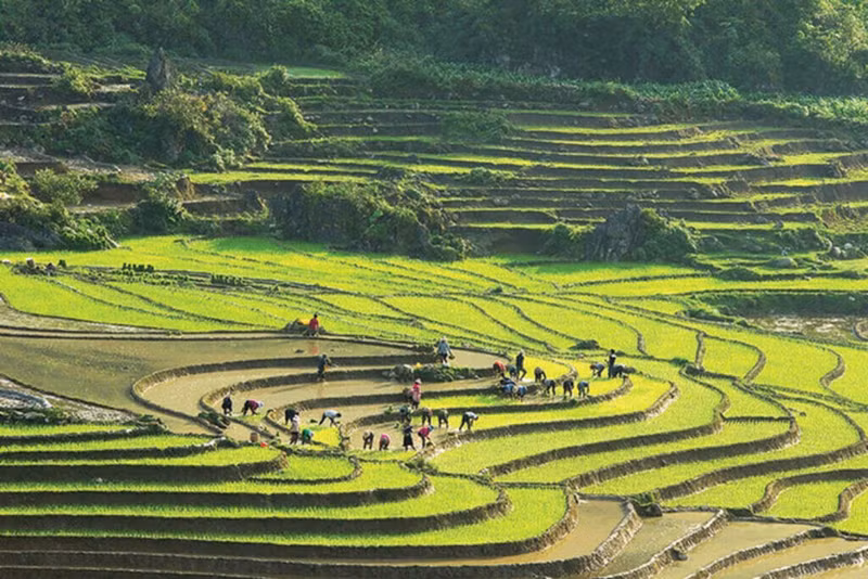 Les champs en terrasses à Sa Pa.