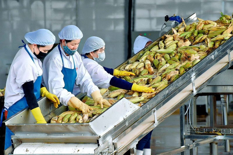 Ces dernières années, les relations Vietnam — Nouvelle-Zélande se sont développées dans le bon sens, notamment dans l'agriculture et le commerce. Photo d'illustration : congthuong.vn.