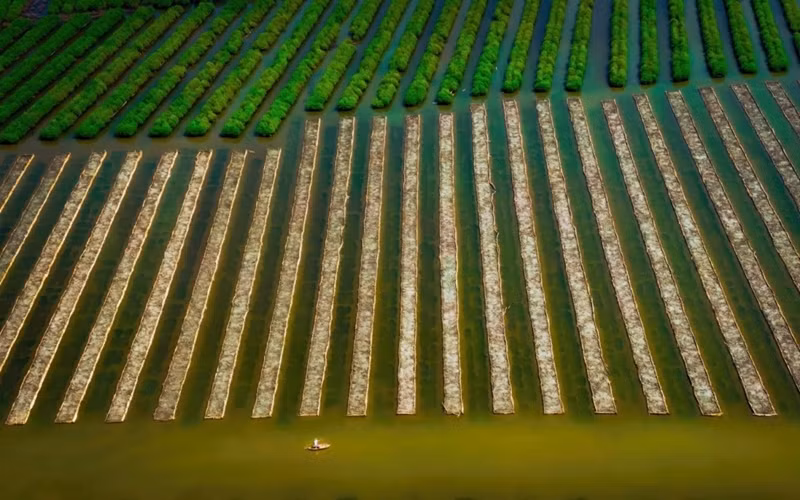 Mangrove de Bau Ca Cai avec une forêt verte mature à côté de la nouvelle couche d'arbres que les gens plantent. Photo : Alex Cao. 